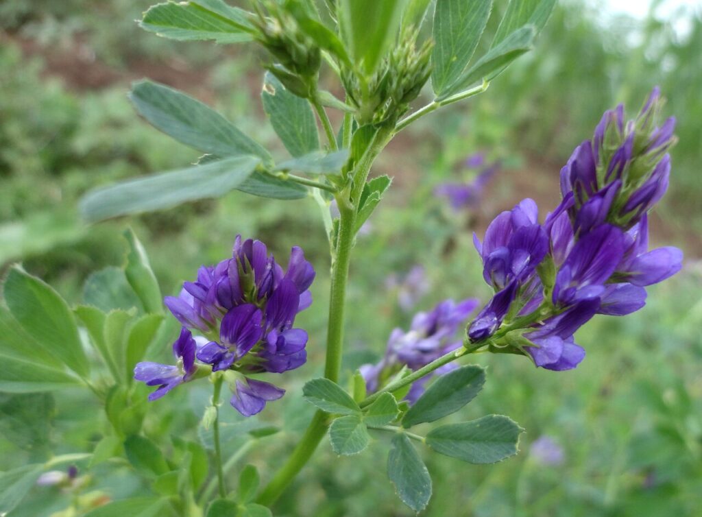 Reference photograph of Alfalfa; packet identity is not confirmed.