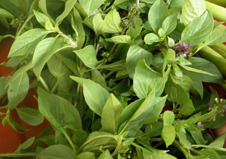 Reference photograph of Basil; packet identity is not confirmed.