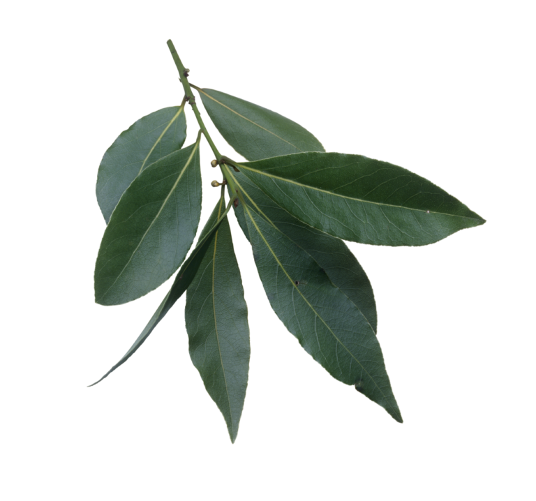 Reference photograph of Bay Leaf; packet identity is not confirmed.