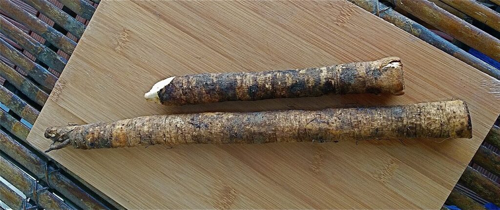 Reference photograph of Burdock Root; packet identity is not confirmed.