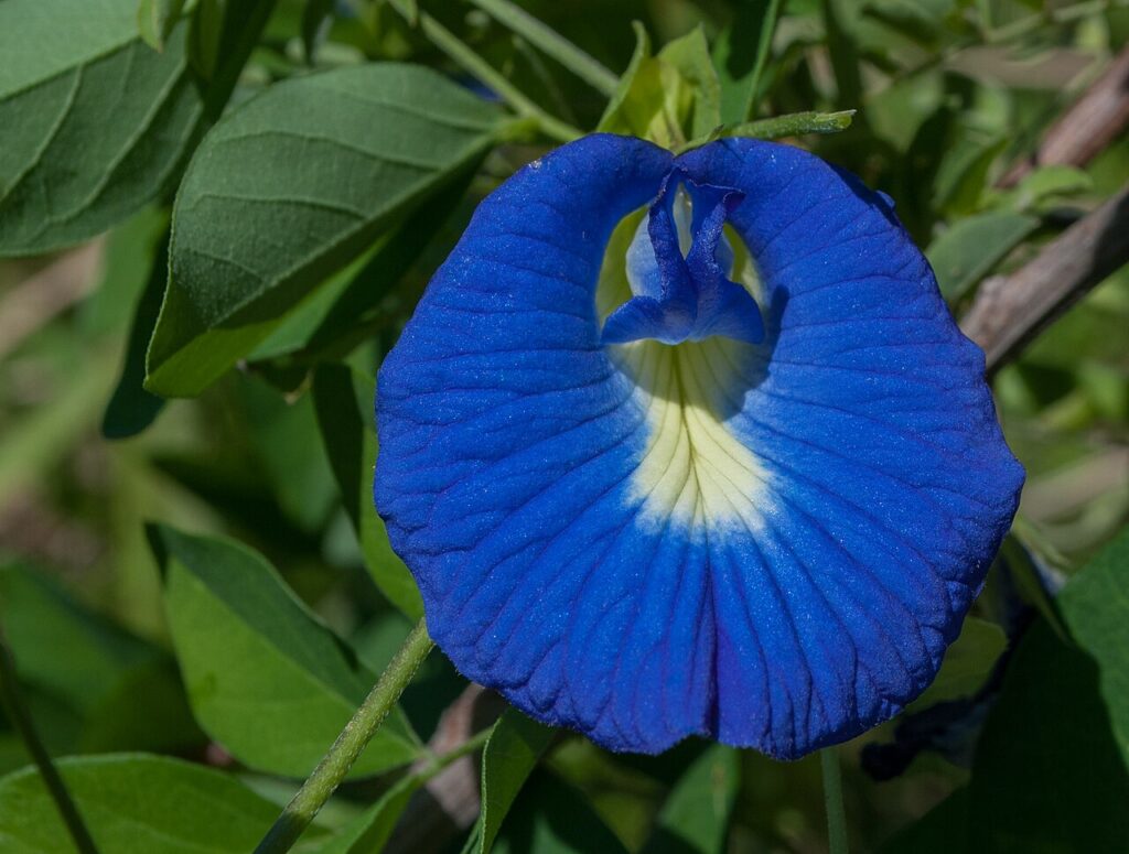 Reference photograph of Butterfly Pea; packet identity is not confirmed.