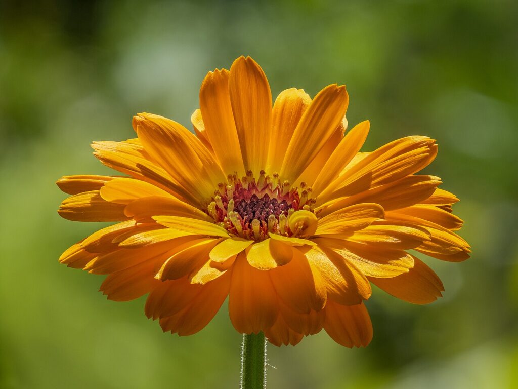 Reference photograph of Calendula; packet identity is not confirmed.