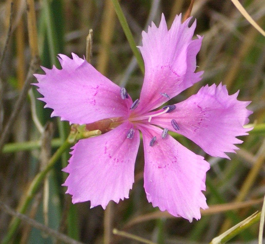 Reference photograph of Carnation; packet identity is not confirmed.