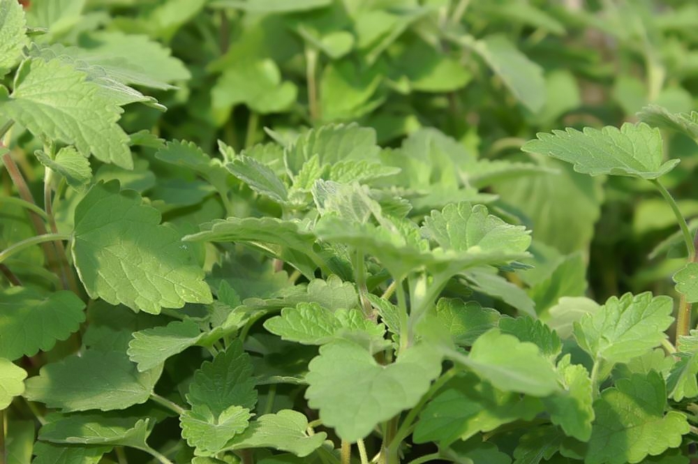 Reference photograph of Catnip; packet identity is not confirmed.