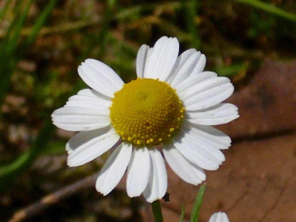 Reference photograph of Chamomile; packet identity is not confirmed.