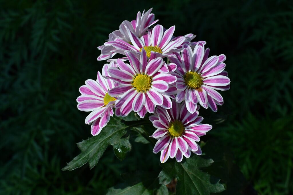 Reference photograph of Chrysanthemum; packet identity is not confirmed.