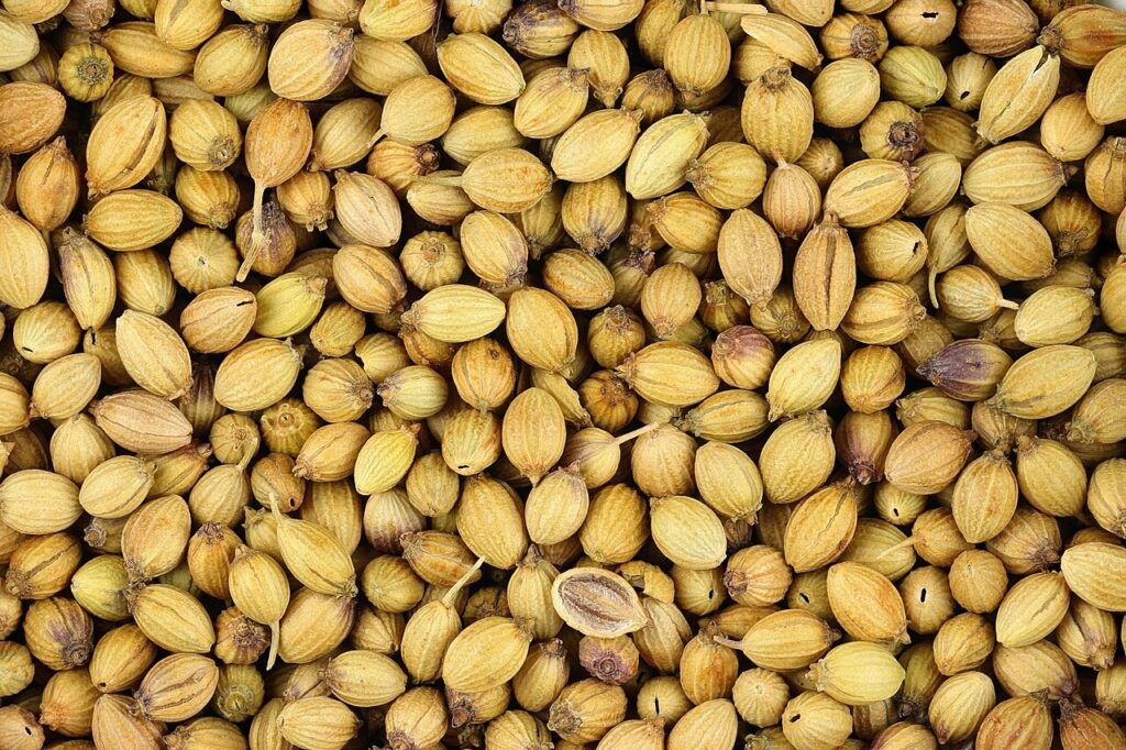 Reference photograph of Coriander Seed; the owner’s packet identity and grade are not confirmed.