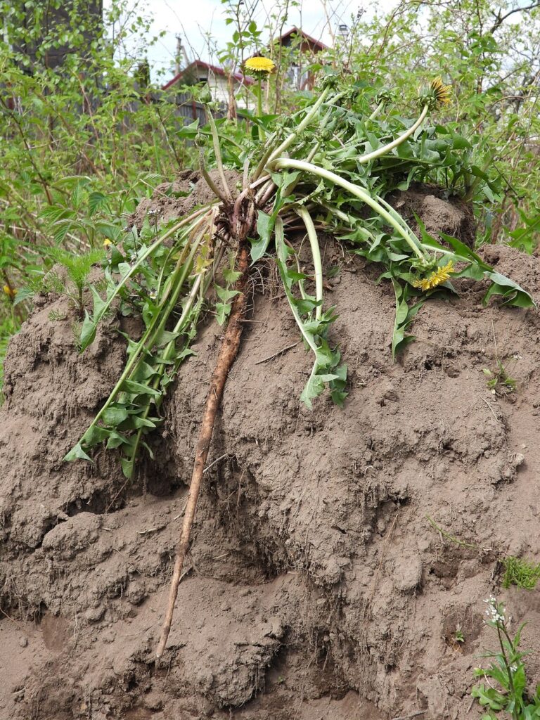 Reference photograph of Dandelion Root; the owner’s packet identity and grade are not confirmed.