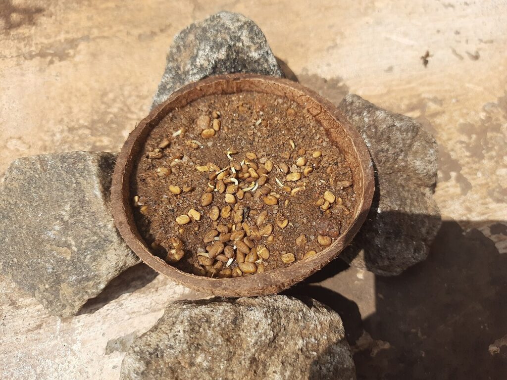 Reference photograph of Fenugreek Seed; the owner’s packet identity and grade are not confirmed.