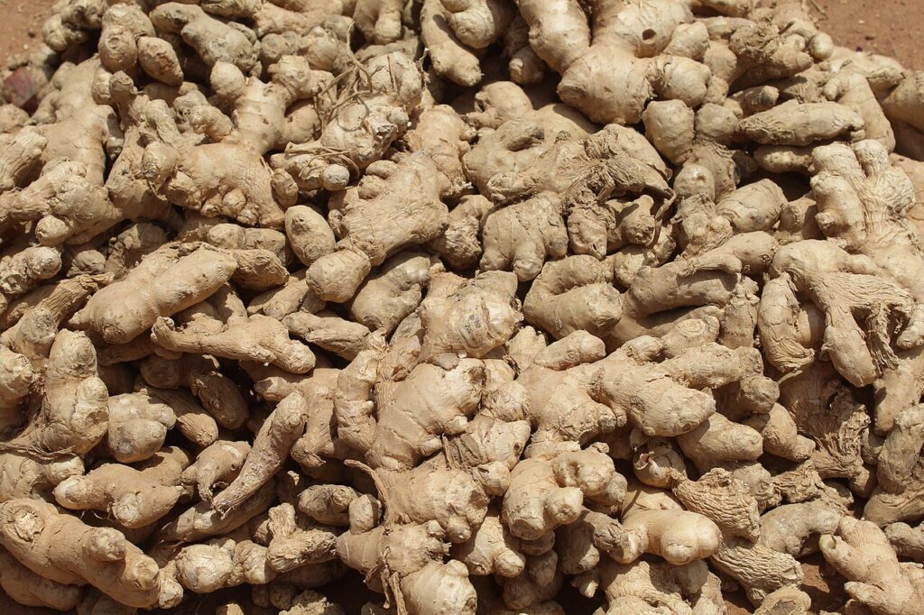 Reference photograph of Ginger; packet identity is not confirmed.
