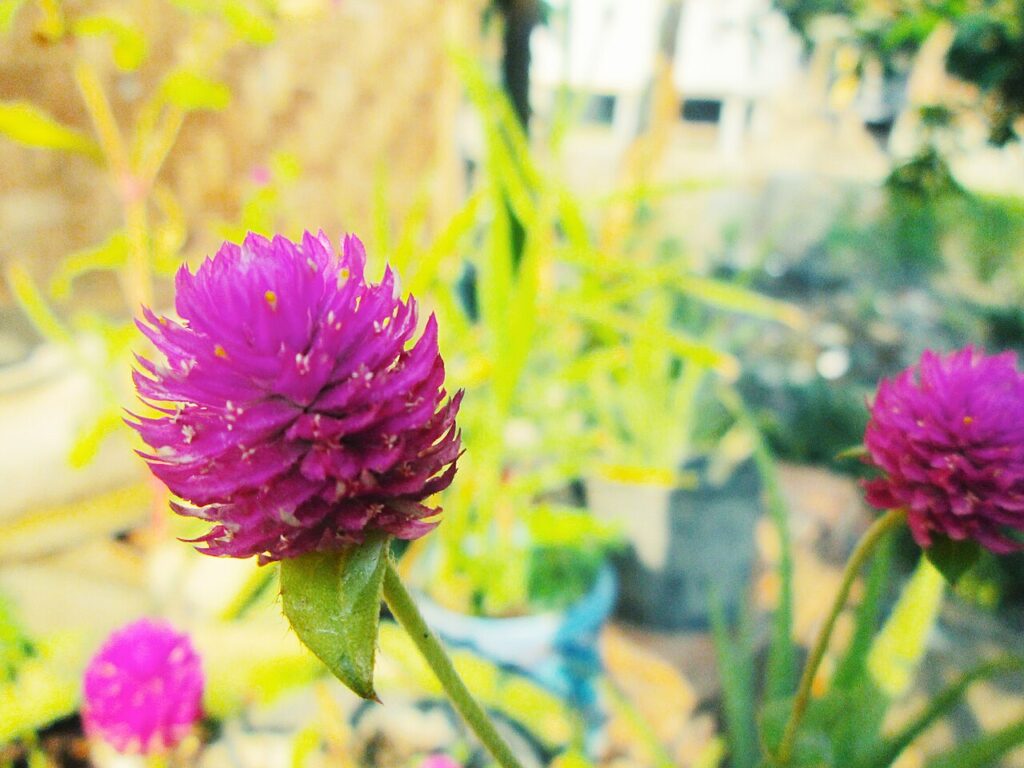 Reference photograph of Globe Amaranth; packet identity is not confirmed.