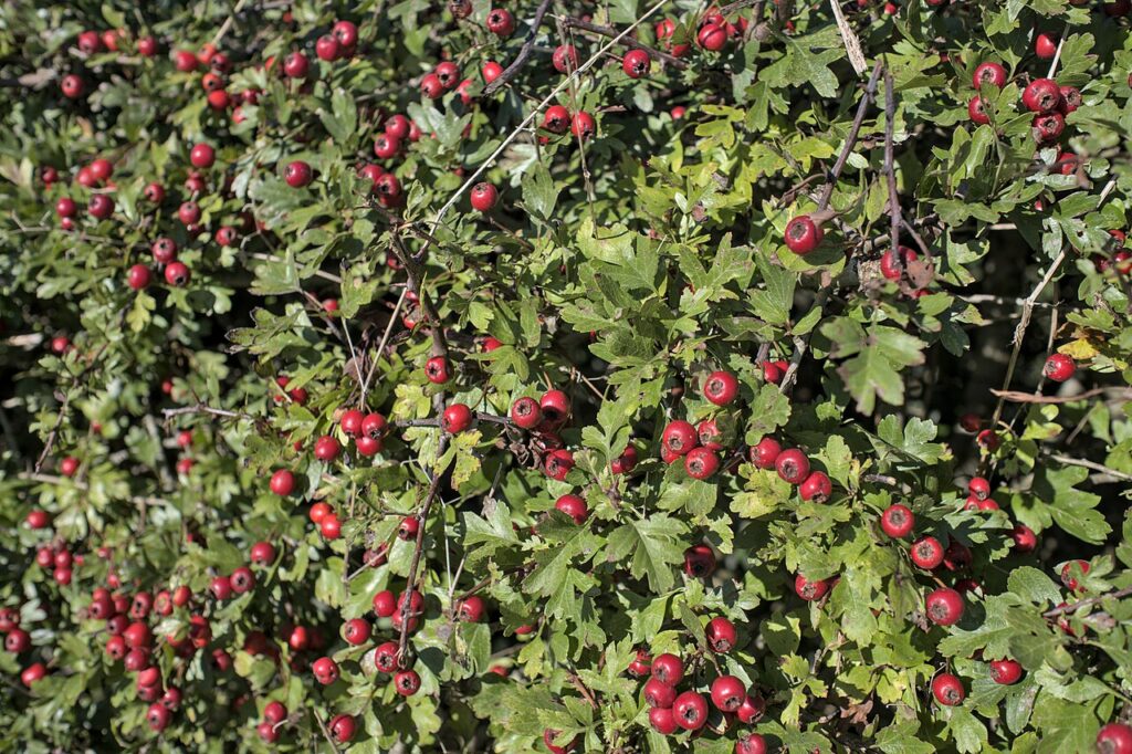 Reference photograph of Hawthorn; packet identity is not confirmed.