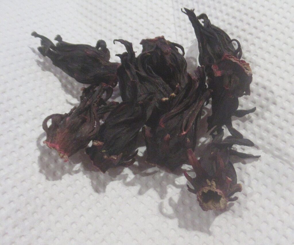 Reference photograph of Hibiscus; packet identity is not confirmed.