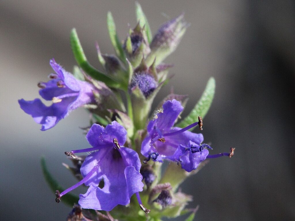 Reference photograph of Hyssop; packet identity is not confirmed.