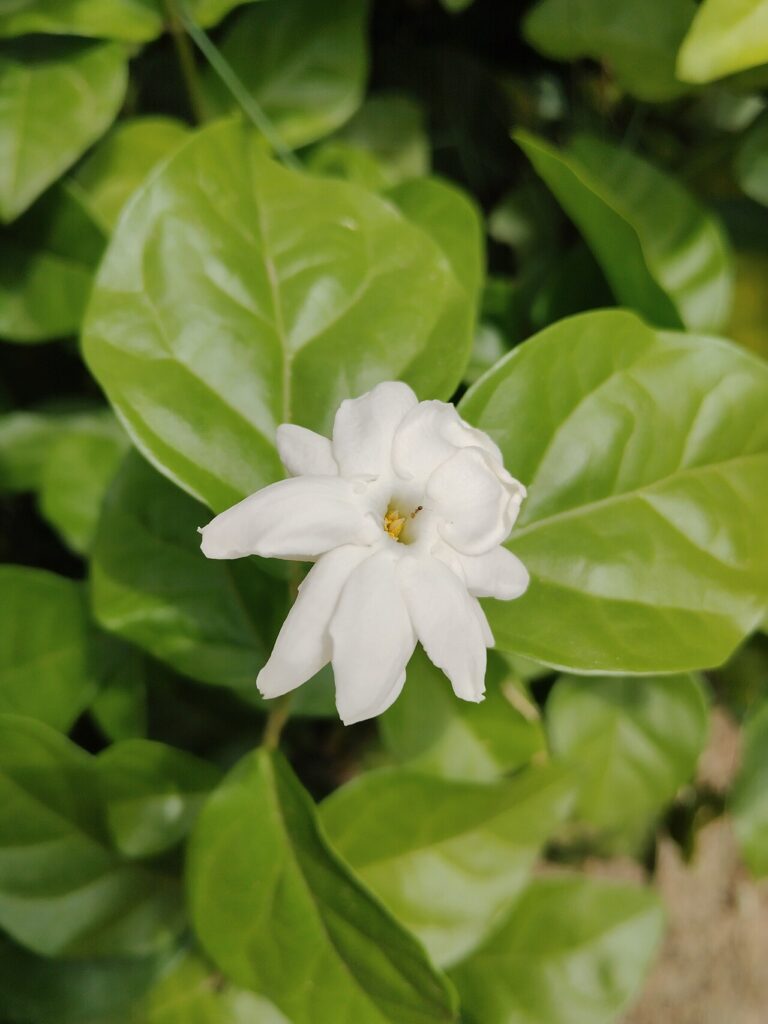 Reference photograph of Jasmine; packet identity is not confirmed.