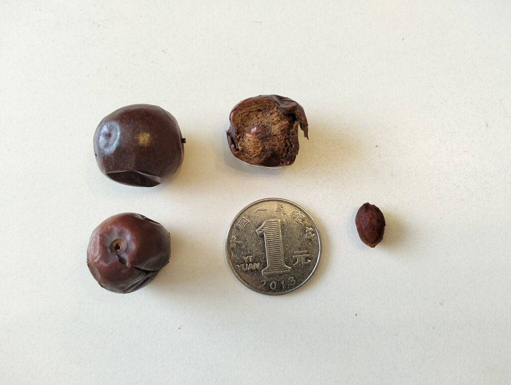 Reference photograph of Jujube; packet identity is not confirmed.