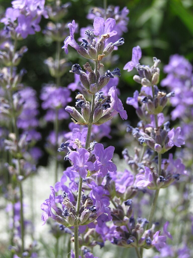 Reference photograph of Lavender; packet identity is not confirmed.
