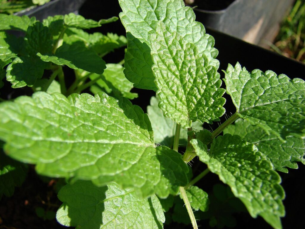 Reference photograph of Lemon Balm; packet identity is not confirmed.