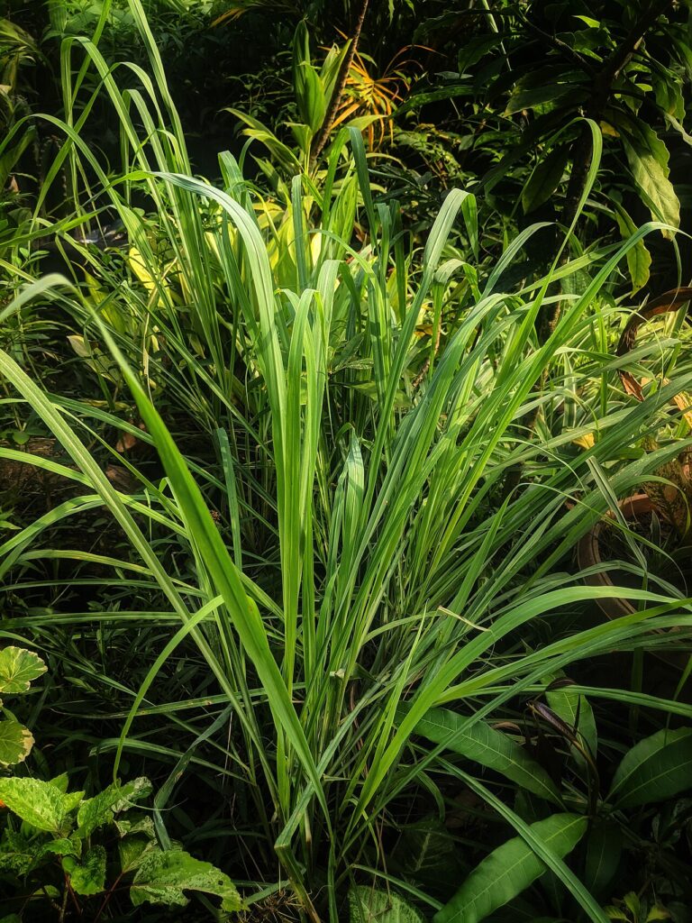 Reference photograph of Lemongrass; packet identity is not confirmed.