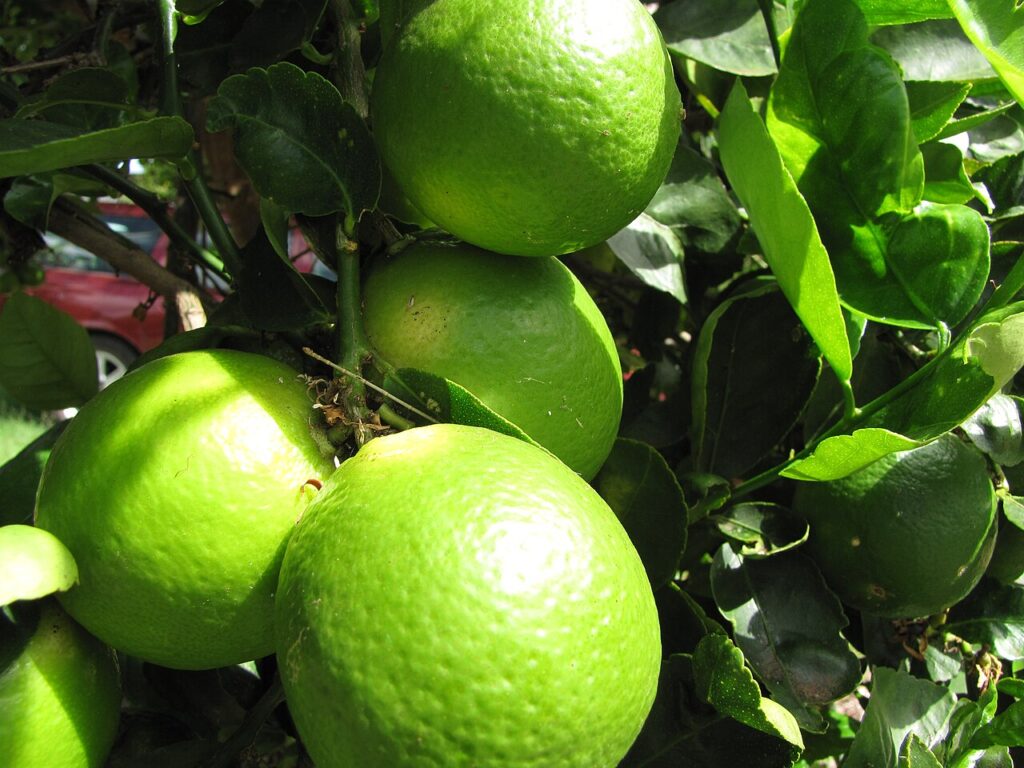 Reference photograph of Lime; packet identity is not confirmed.