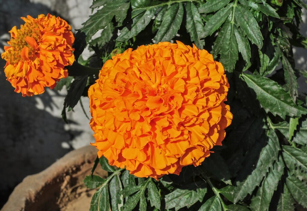 Reference photograph of Marigold; packet identity is not confirmed.