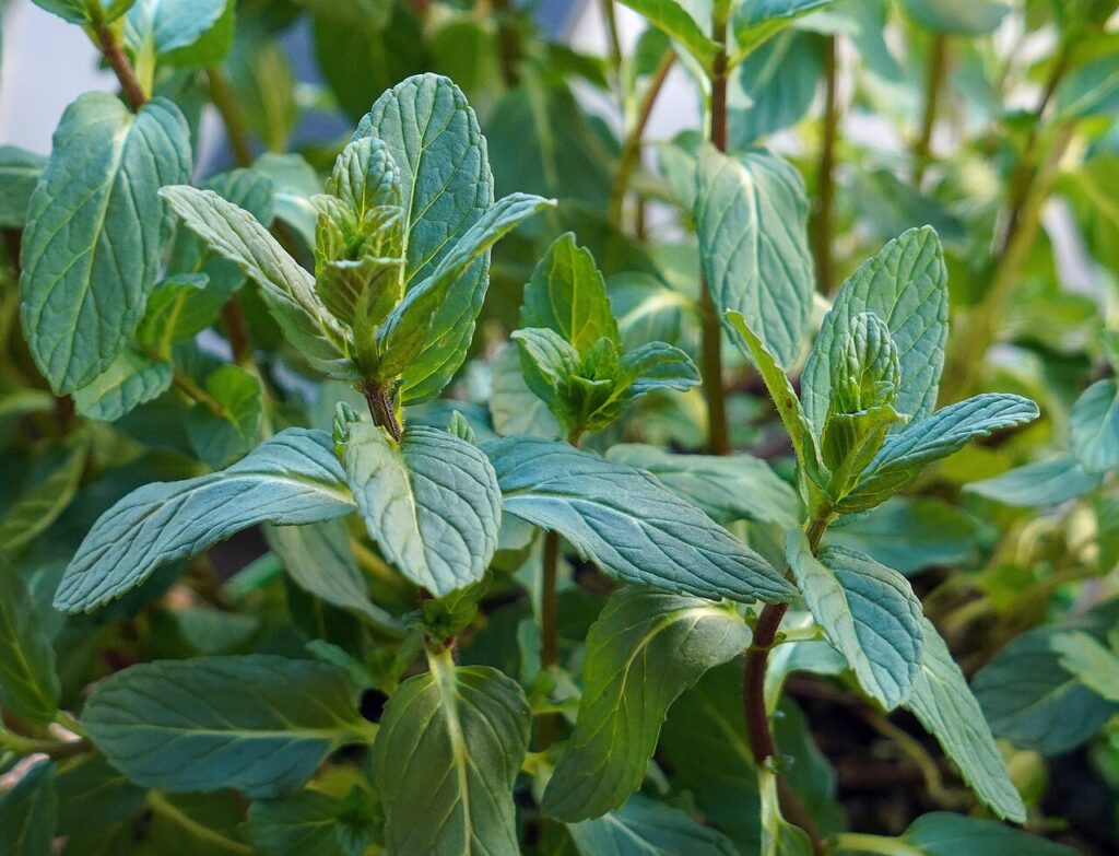 Reference photograph of Mint; packet identity is not confirmed.