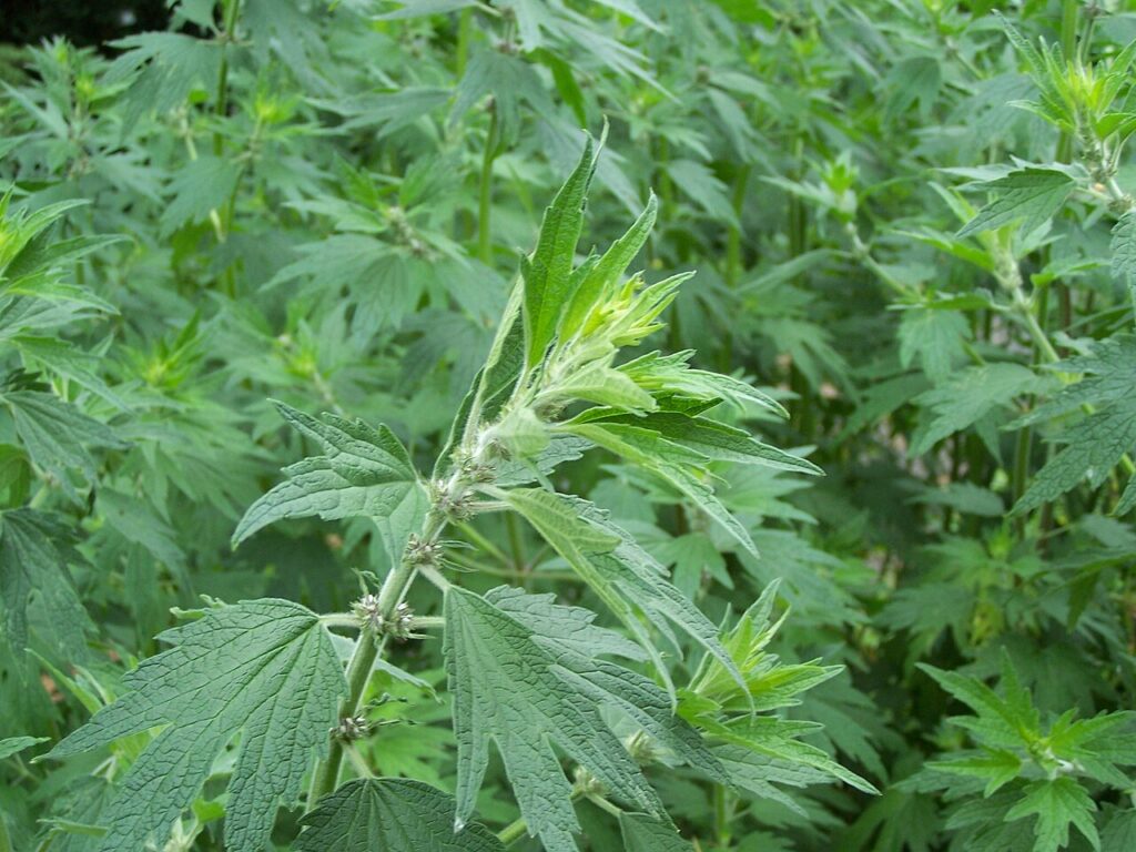 Reference photograph of Motherwort; packet identity is not confirmed.