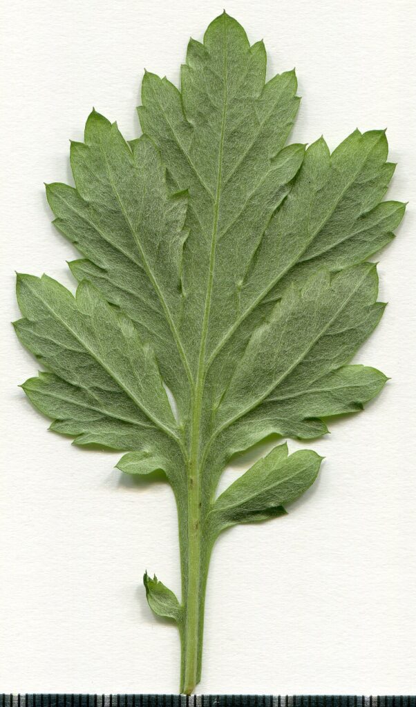 Reference photograph of Mugwort; packet identity is not confirmed.