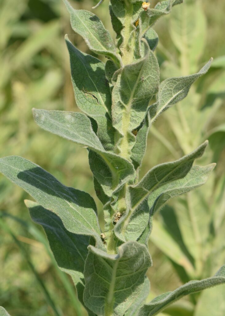 Reference photograph of Mullein; packet identity is not confirmed.