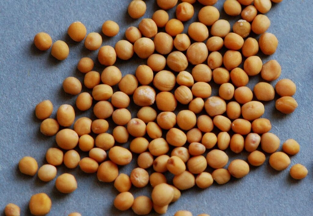 Sinapis alba seeds illustrate one mustard source; the owner’s seed species is unconfirmed.