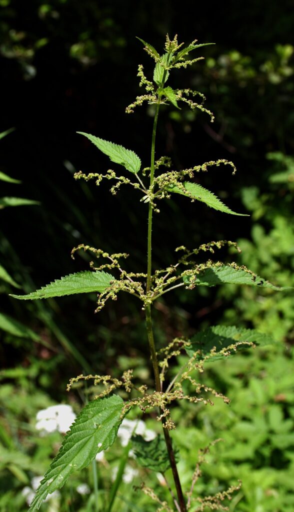 Reference photograph of Nettle; packet identity is not confirmed.