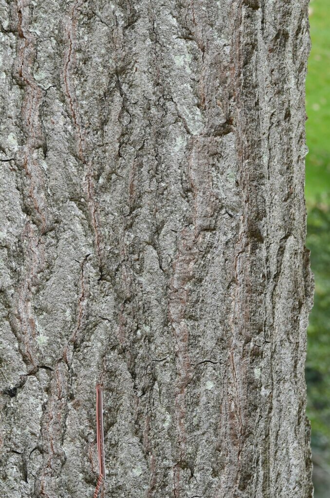 Quercus rubra trunk bark is an educational example, not a verified medicinal bark product.