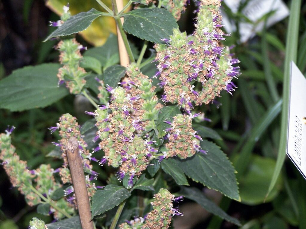 Reference photograph of Patchouli; packet identity is not confirmed.