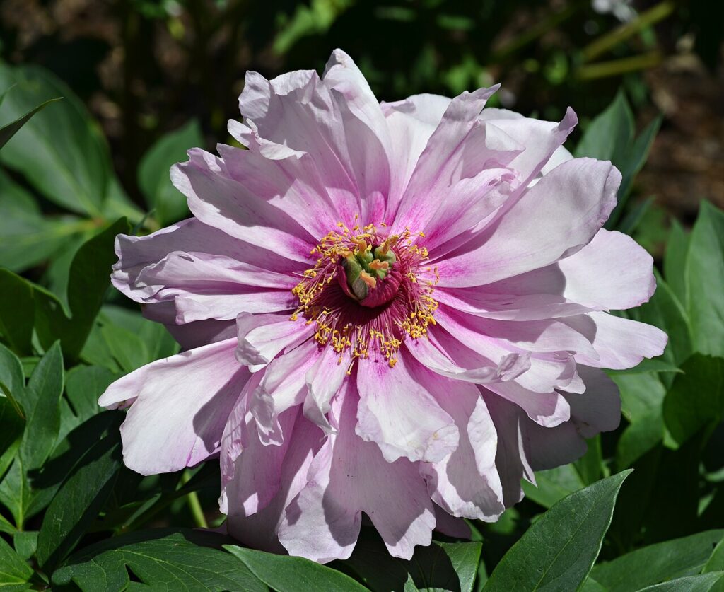 Reference photograph of Peony; packet identity is not confirmed.