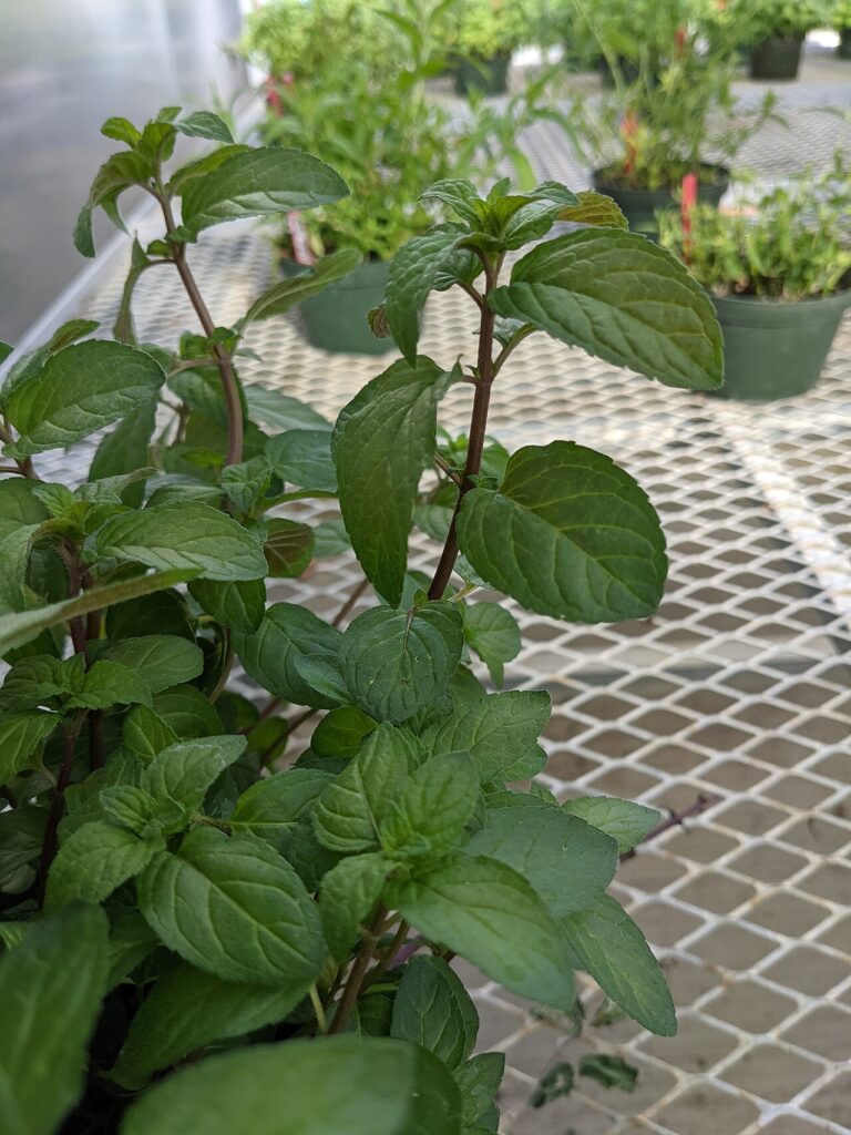 Reference photograph of Peppermint; packet identity is not confirmed.