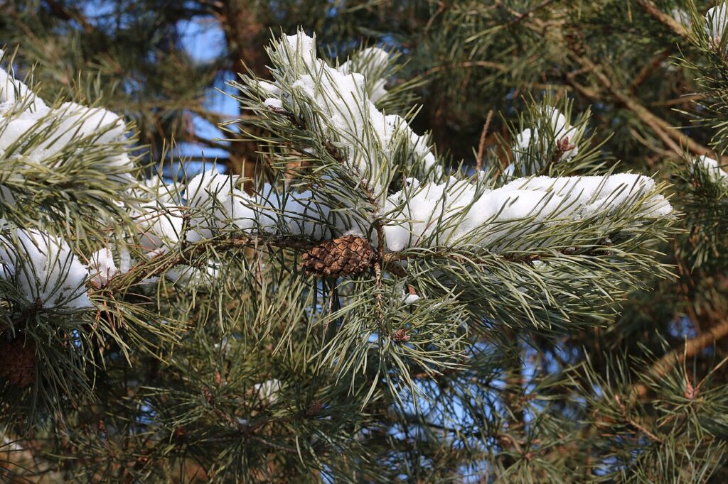 Reference photograph of Pine Needles; packet identity is not confirmed.