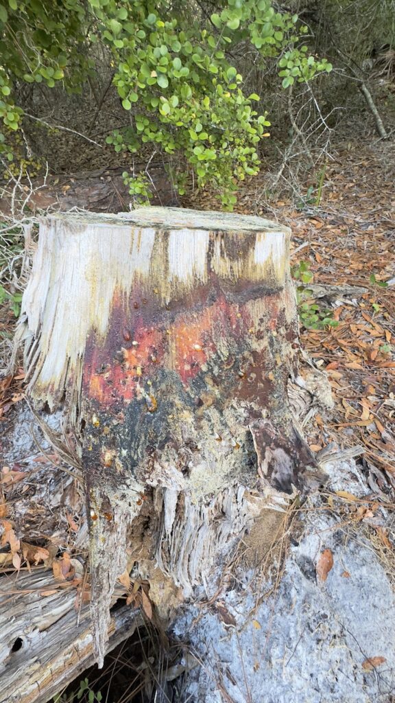 Reference photograph of Pine Resin; the owner’s packet identity and grade are not confirmed.