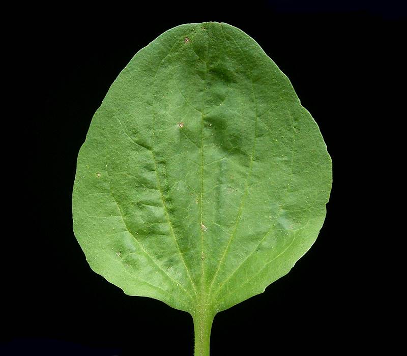 Reference photograph of Plantain; packet identity is not confirmed.