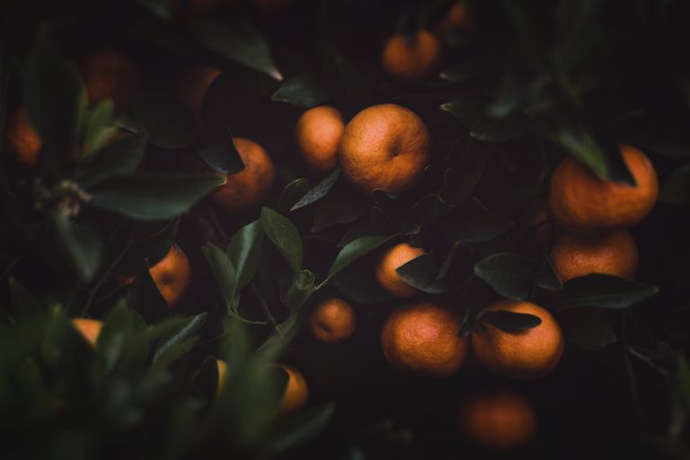 Ripe oranges among green leaves on an orange tree