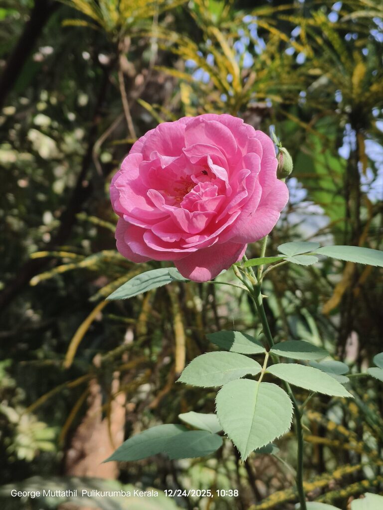 Reference photograph of Rose Petals; packet identity is not confirmed.