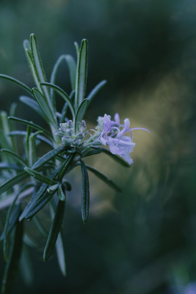 Rosemary sprig with purple flowers and narrow green leaves