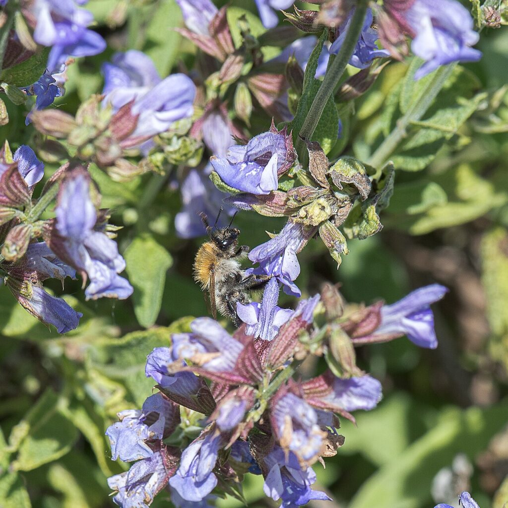 Reference photograph of Sage; packet identity is not confirmed.