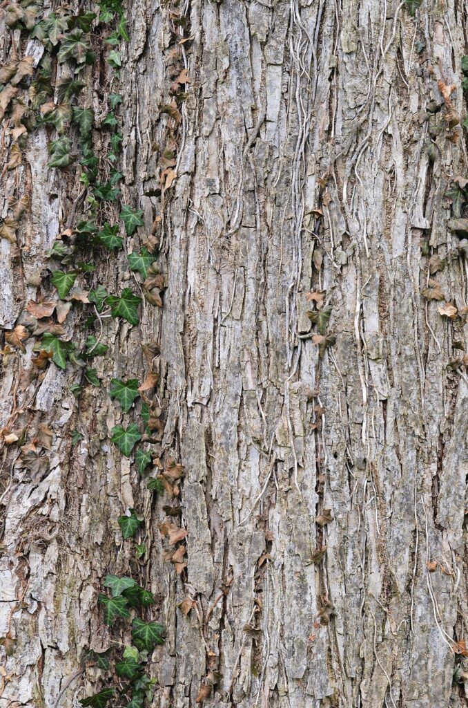 Ulmus rubra trunk bark is shown; it is not a verified inner-bark product or an identification of the owner’s packet.
