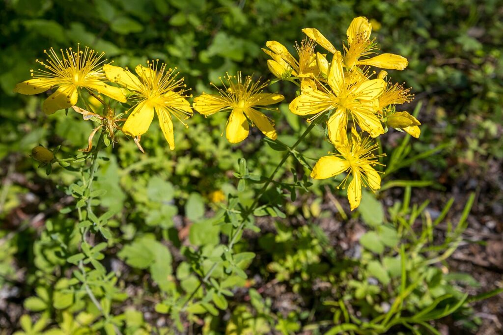 Reference photograph of St. John's Wort; packet identity is not confirmed.