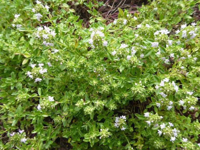 Reference photograph of Thyme; packet identity is not confirmed.