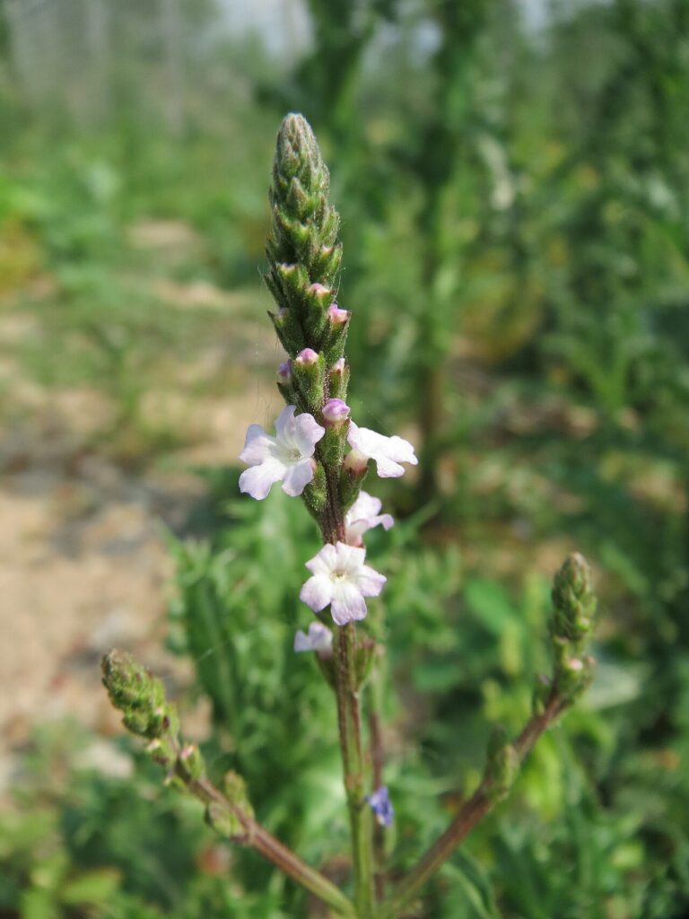 Reference photograph of Vervain; packet identity is not confirmed.
