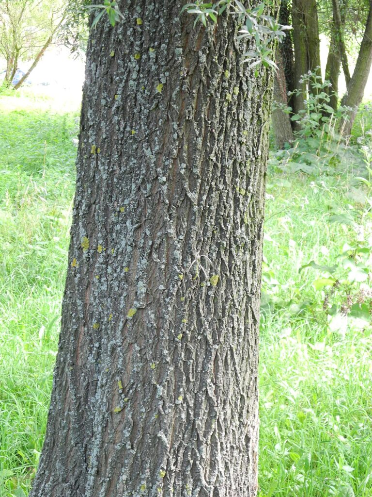Reference photograph of White Willow Bark; packet identity is not confirmed.