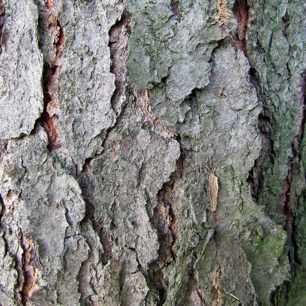 Prunus serotina trunk bark illustrates one wild-cherry source; the owner’s bark species remains unconfirmed.