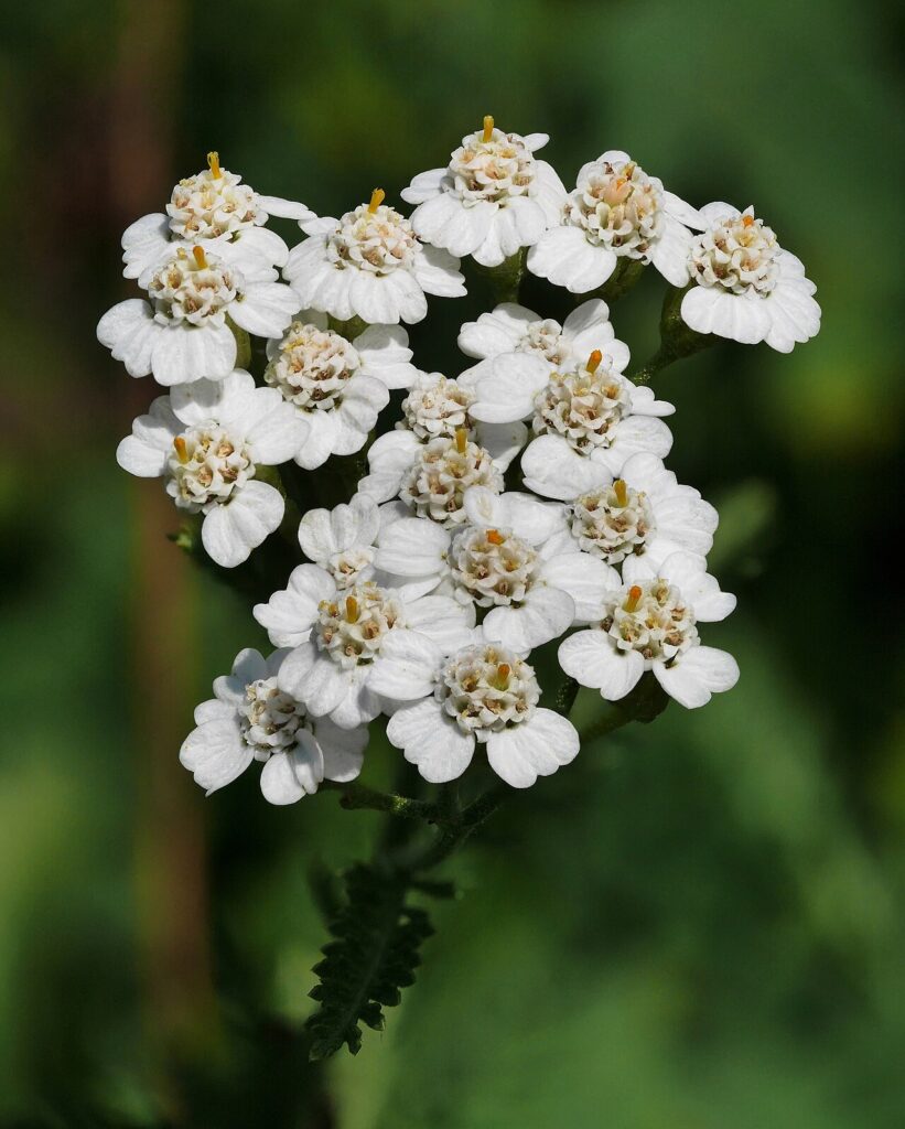 Reference photograph of Yarrow; packet identity is not confirmed.